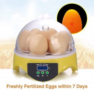 best egg incubator