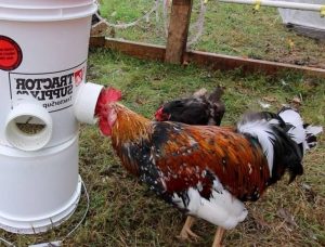 Best Chicken Feeder