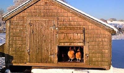 Erect-Your-Chicken-Coop