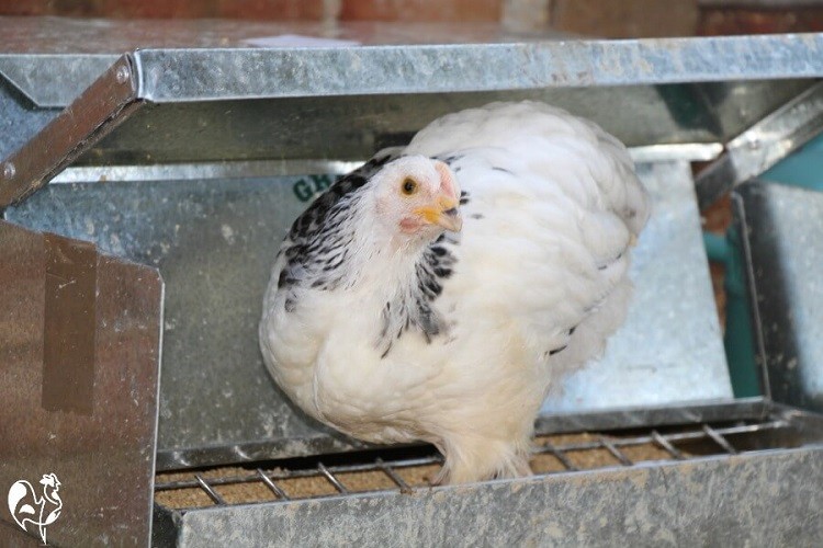 automatic chicken feeder