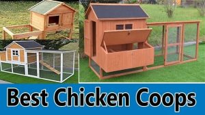 best-chicken-coops