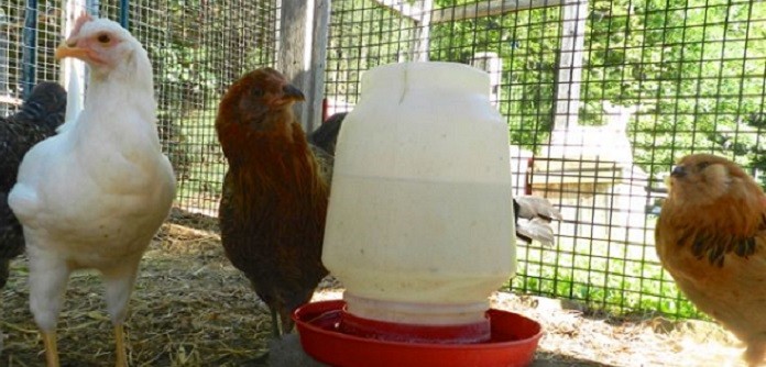 Chicken Waterer