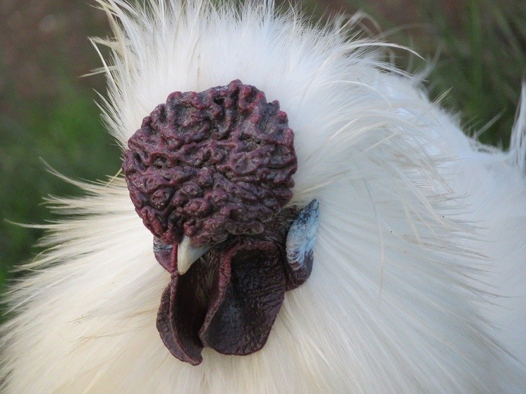 Silkie Roosters