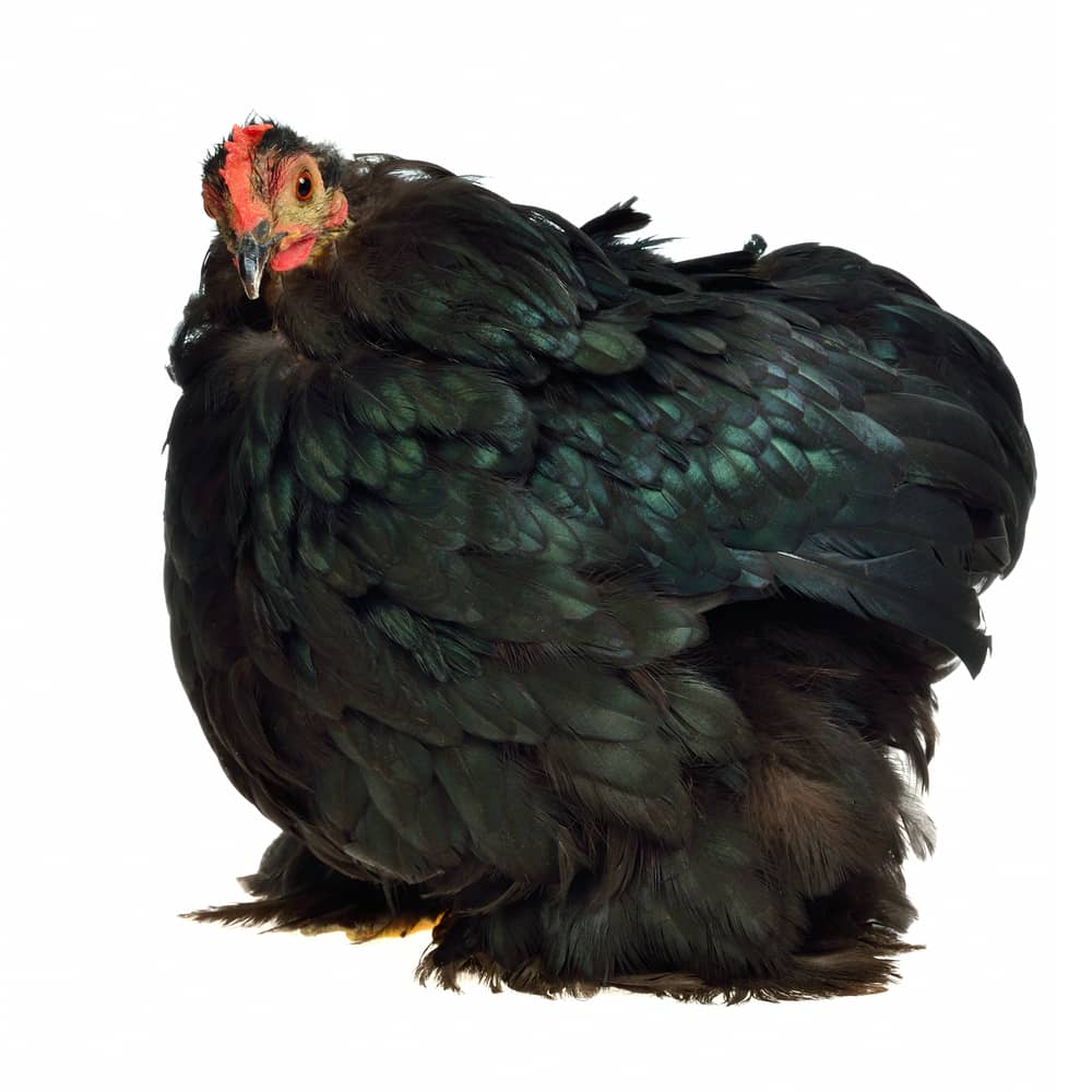 Cochin Chicken