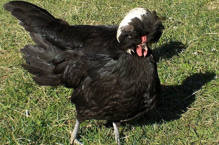 Polish hen