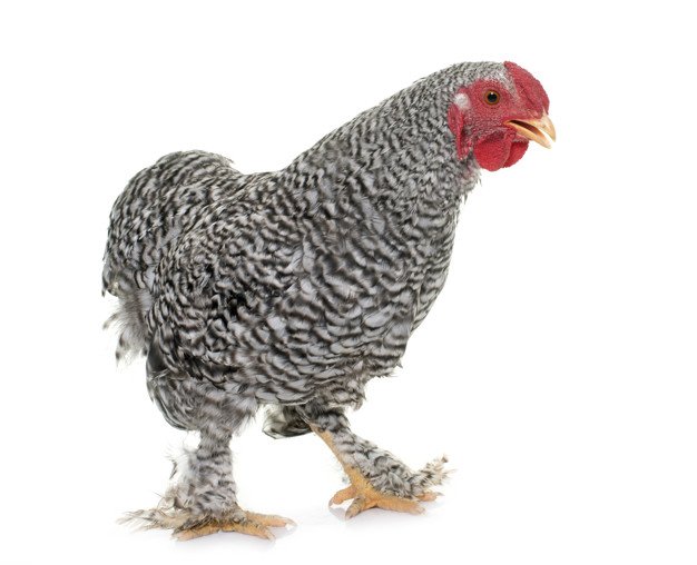 Wyandotte Chicken