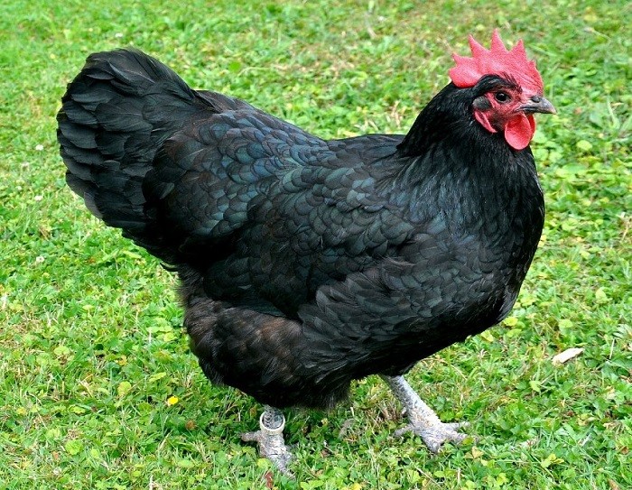 Australorp Chicken