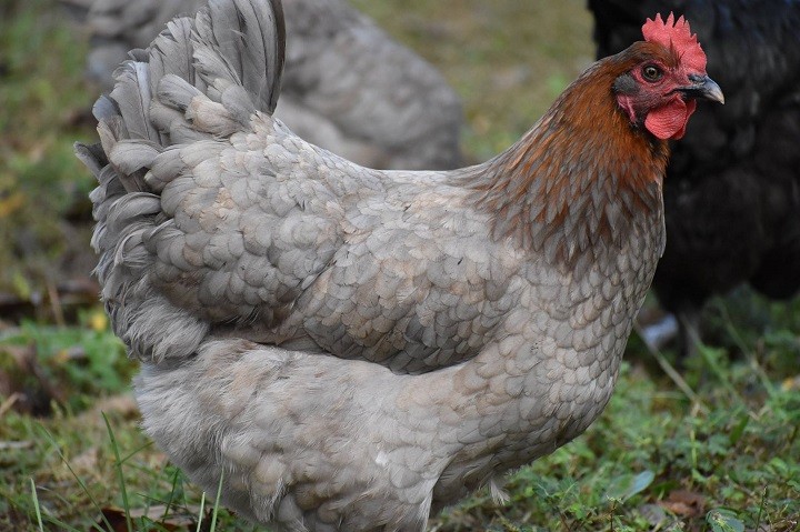 Black Copper Marans