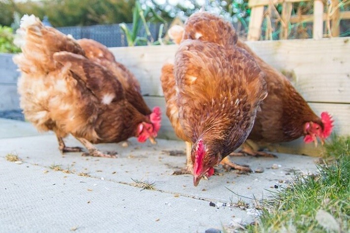 Breeding of the Golden Comet Chicken