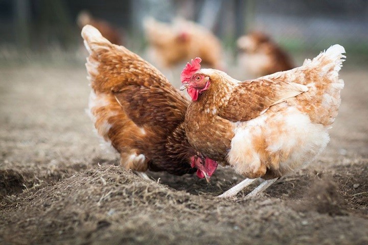 Common Chicken Health Problems