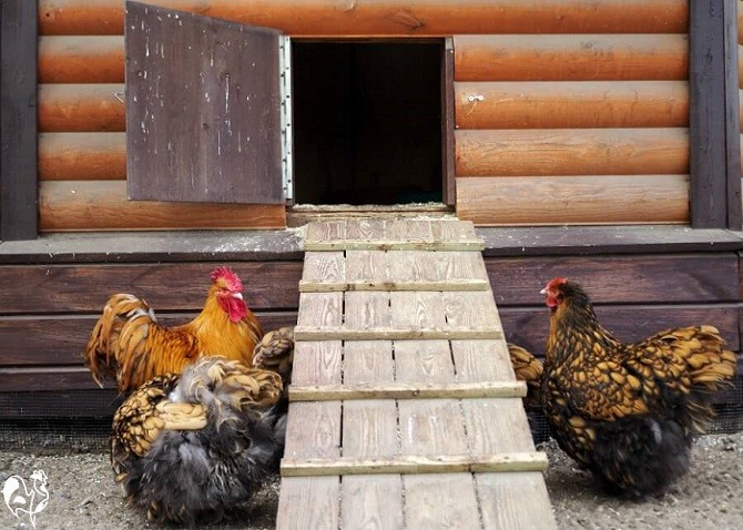 Should Chicken Coop Door Close at Night