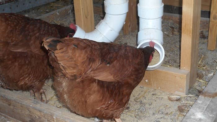 DiY Chicken Feeder