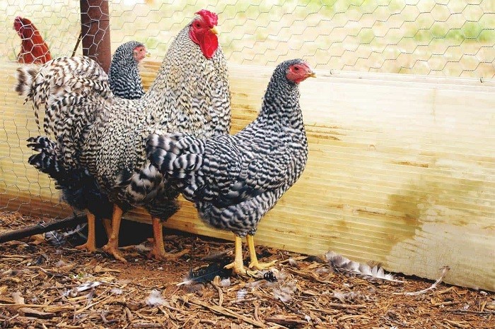 Dominique chicken breed