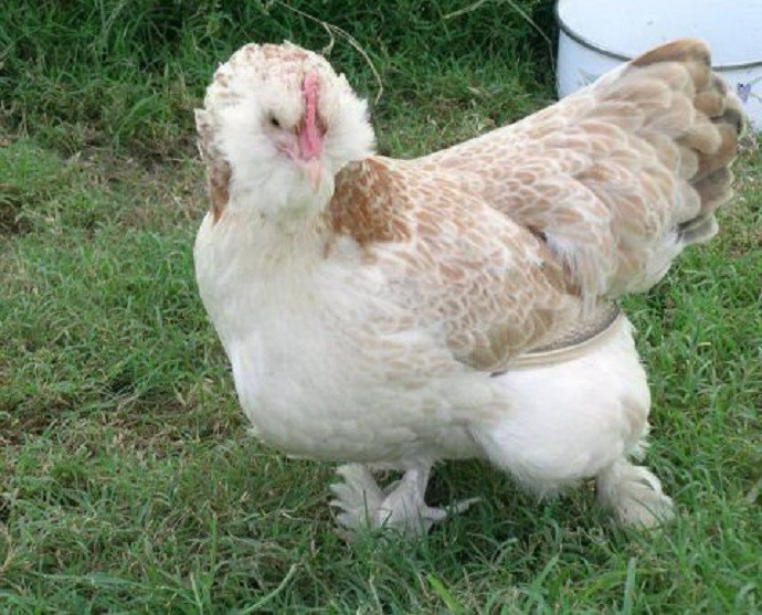 Faverolles Chicken Breed