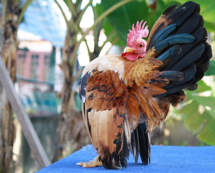 Features of a bantam breed