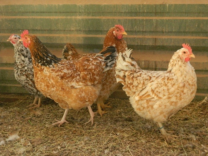 Features of the Sussex hens