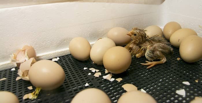 Hatching Chicken Eggs