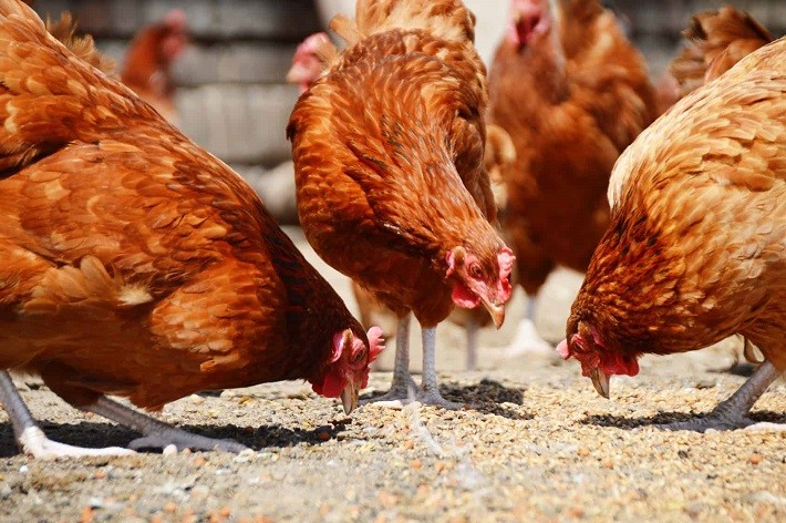 How Much Feed Per Chicken