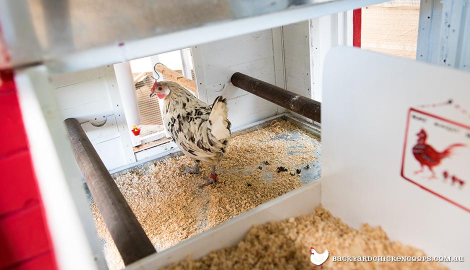 How long can you leave chickens in coop