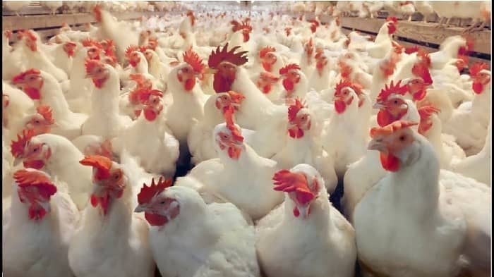 How to begin poultry farming