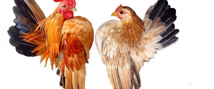  How to feed the Serama chickens