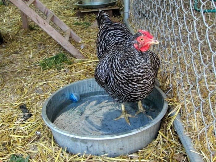 How to keep chicken cool