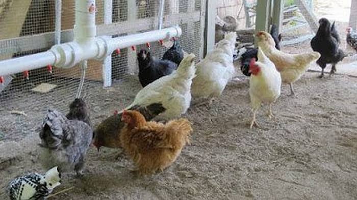 Importance of a DIY chicken waterer