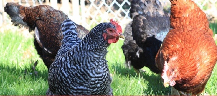 Barred rock chicken