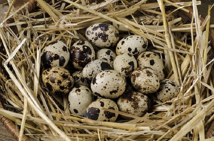 Twelve Benefits of Quail Eggs