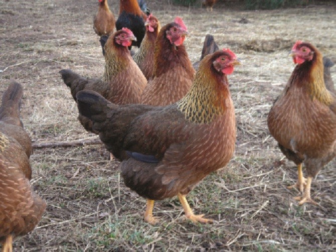 Welsummer Chickens