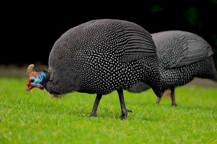 What is the size of a full-grown guinea hen