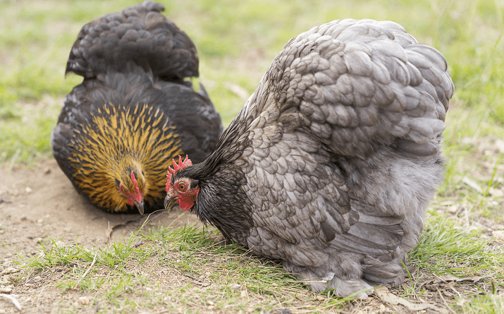 Why keep a bantam breed