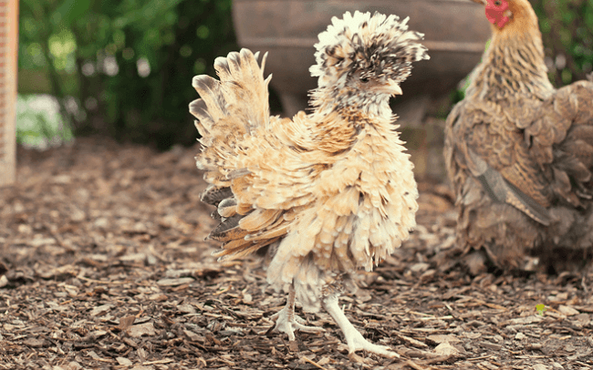 All about the bantam chicken