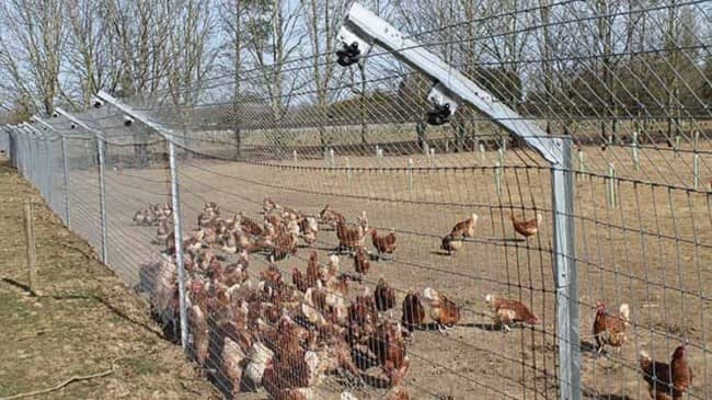 Different poultry fencing options