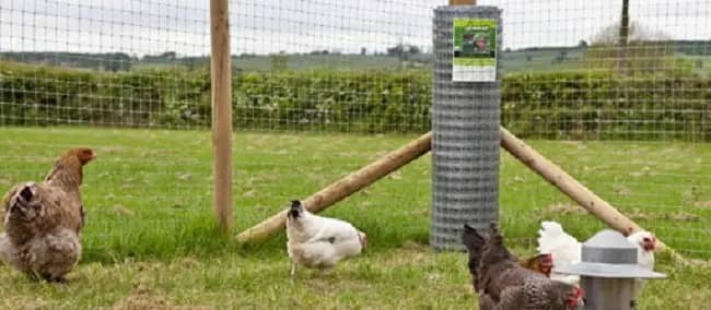 Poultry Fencing