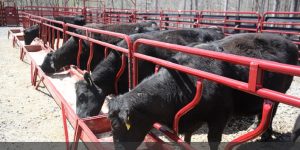 Best Cattle Feeders