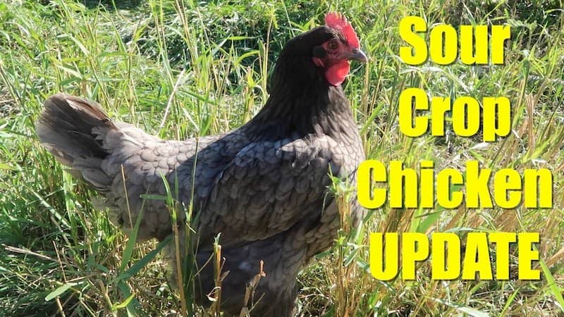 Chicken sour crop