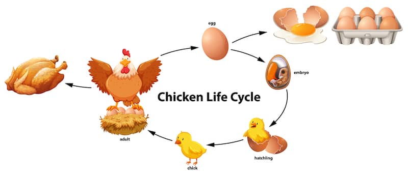 life cycle of a chicken