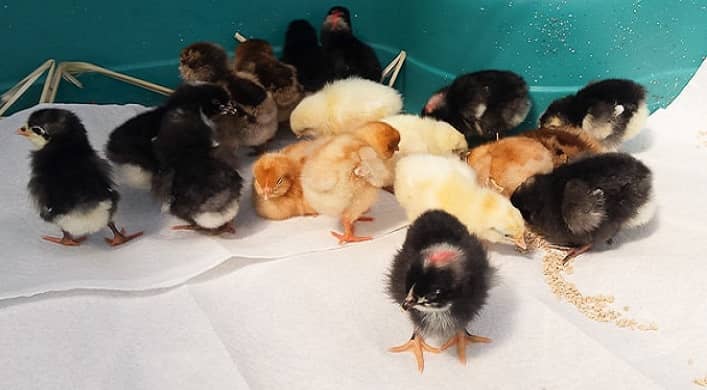 Baby Chicks at Home