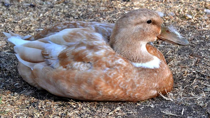 Raising Ducks