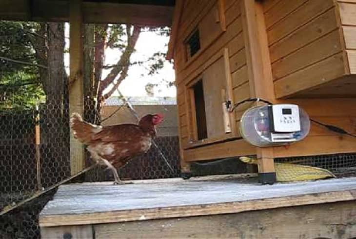 How to Build a Chicken Coop Door