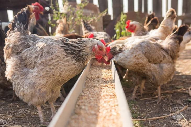 What Kinds of Feed Do Chickens Eat