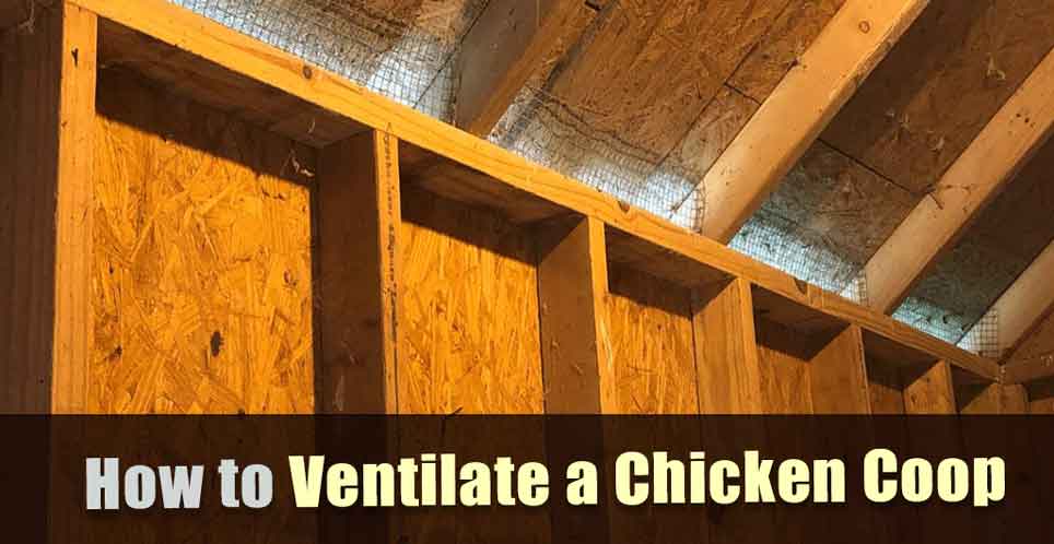How to Ventilate a Chicken Coop