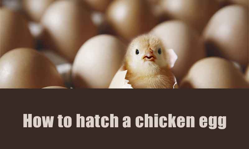 How to hatch a chicken egg