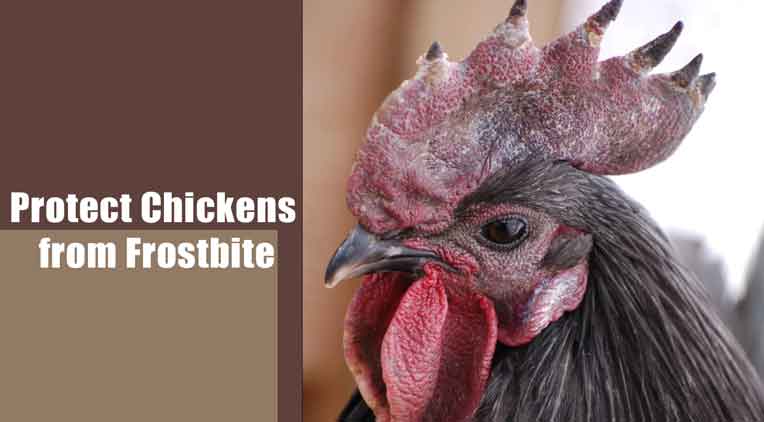 Protect Chickens from Frostbite