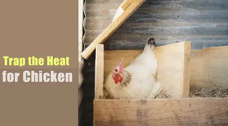 Trap the Heat for chicken