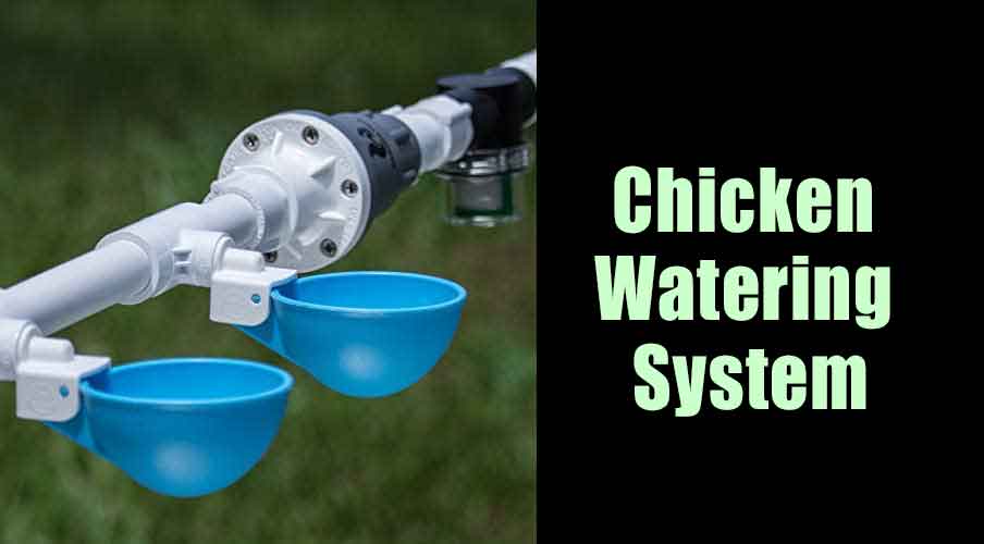 Chicken Watering System