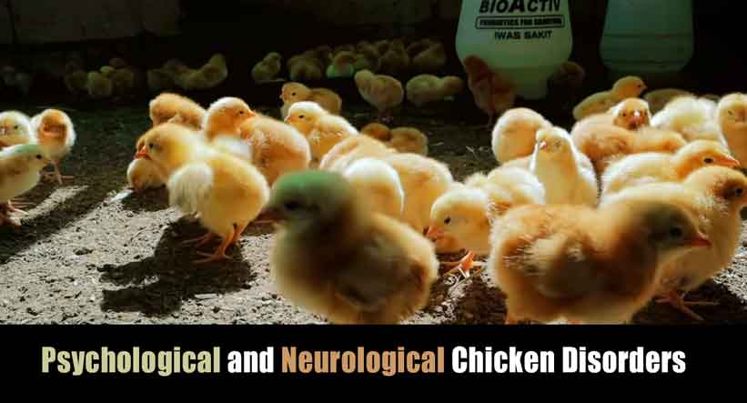 Psychological and Neurological Chicken Disorders