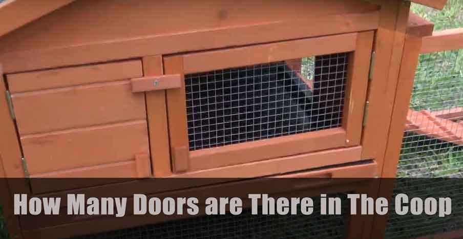 How Many Doors are There in The Coop