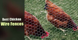 Best Chicken Wire Fences